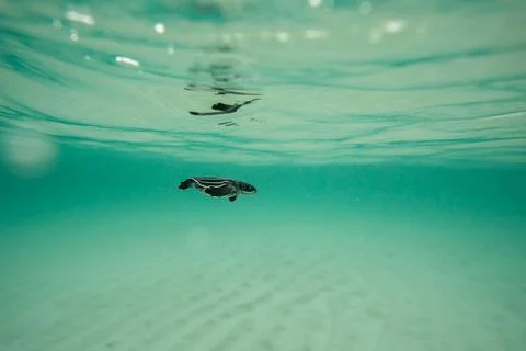 Leatherback Sea Turtle hatchling swimming in the ocean underwater 스톡 사진