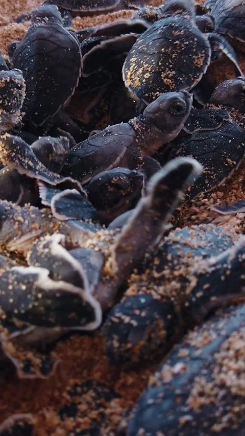 Leatherback sea turtle hatchlings (Dermochelys coriacea) covered with fine Stock Footage 337197929