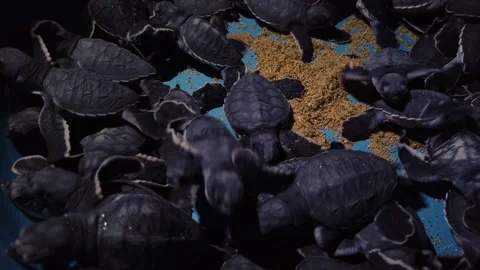 Leatherback sea turtle hatchlings (Dermochelys coriacea) gathered inside Stock Footage 337198515
