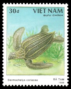Leatherback Sea Turtle Stock Illustration
