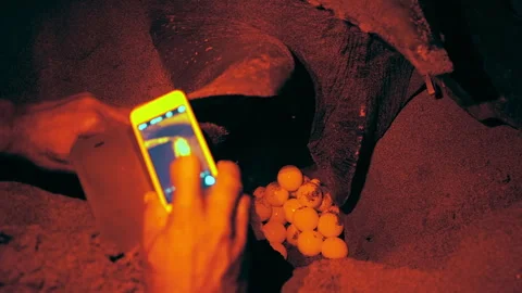 Leatherback sea turtle laying eggs. Scientists photograph the egg-laying process Stock Footage 269772445