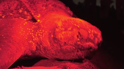 Leatherback sea turtle laying eggs on the beach in Tobago. Endangered animal. Stock Footage 273237235
