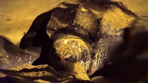 Leatherback sea turtle laying eggs on the beach in Tobago. Stock Footage 286868173
