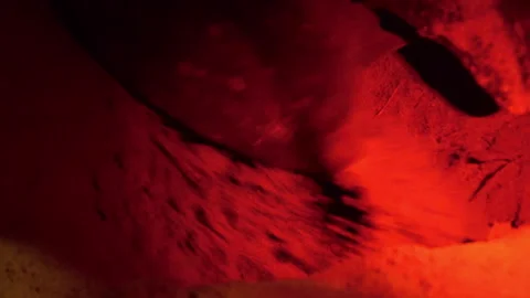 Leatherback sea turtle laying eggs on the beach in Tobago. Stock Footage 286868875