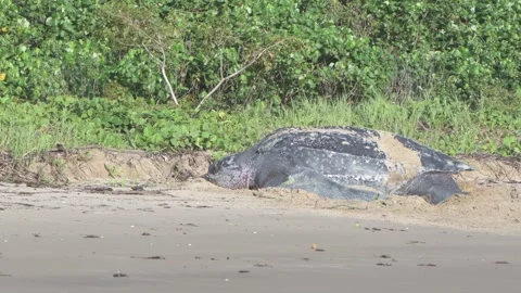 Leatherback Sea Turtle Nesting in Daylight – French Guiana Stock Footage 313495115