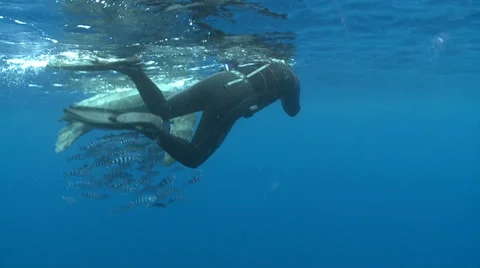Leatherback sea turtle with a scuba diver - Dermochelys coriacea Stock Footage 31749571