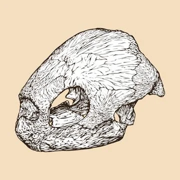 Leatherback sea turtle skull head vector illustration Illustrazione stock