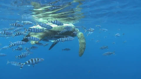 Leatherback sea turtle in the surface - Dermochelys coriacea Stock Footage 31750042