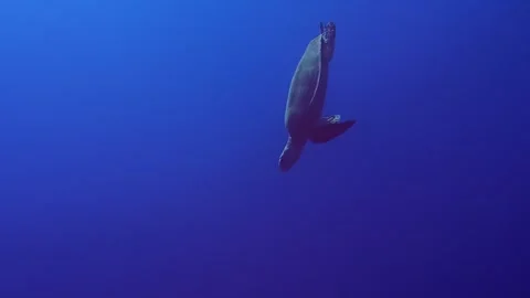 Leatherback sea turtle swimming in the ocean, clear blue color of water Stock Footage 325057575