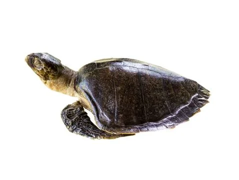 Leatherback sea turtle on white Foto stock
