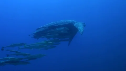 Leatherback swimming with remoras Vidéo 84823151