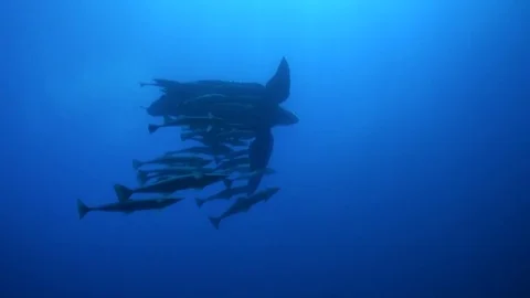 Leatherback Turle swimming Stock Footage