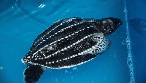Leatherback turtle baby Stock Photos