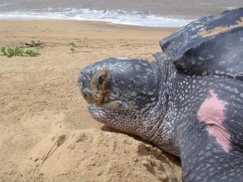 Leatherback turtle close up Foto stock