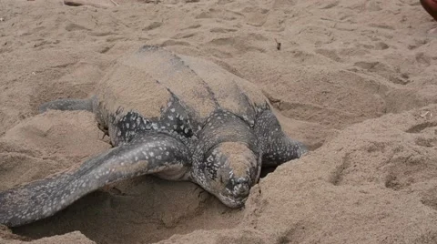 Leatherback Turtle Stock-Footage 64802637