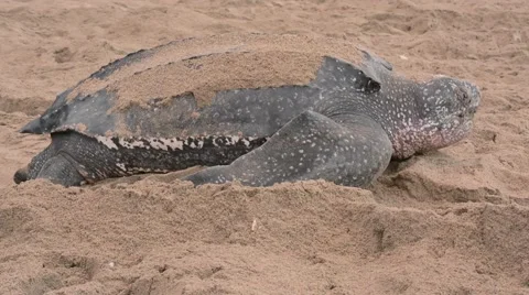 Leatherback Turtle Vidéo 64802638