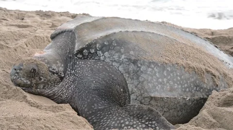 Leatherback Turtle 스톡 동영상 64802656