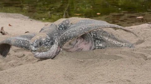 Leatherback Turtle 스톡 동영상 64802659