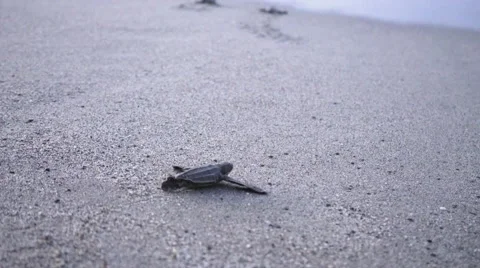 Leatherback turtle hatchlings scuttle down beach to sea, Trinidad, Trinidad and Stock Footage 58198554