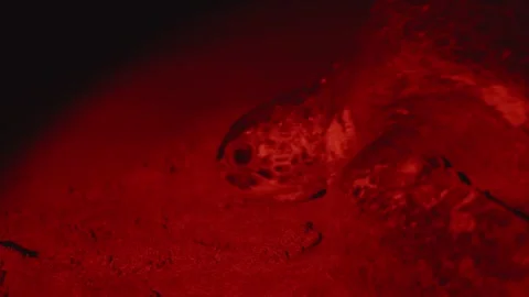 Leatherback turtle heading to the sea under red light at night Stock Footage 311034888