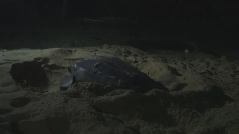 Leatherback turtle laying eggs Video stock 144831325