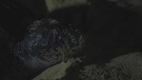 Leatherback turtle laying eggs Stock Footage 144831348