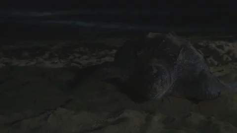 Leatherback turtle laying eggs Stock Footage 144831366