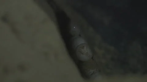 Leatherback turtle laying eggs Stock Footage 144831373