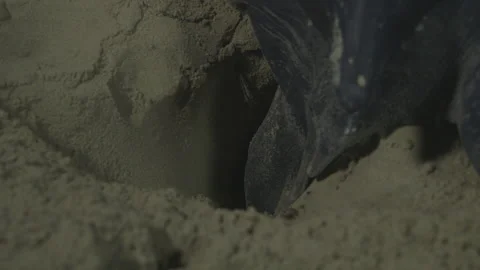 Leatherback turtle laying eggs Stock Footage 144831404
