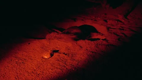 Leatherback turtle laying eggs at night Stock Footage 311034913
