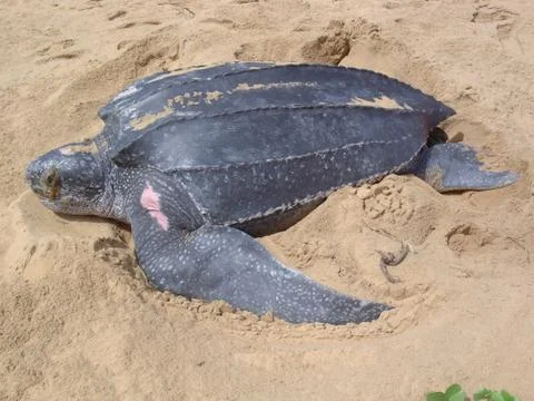 Leatherback turtle Foto stock