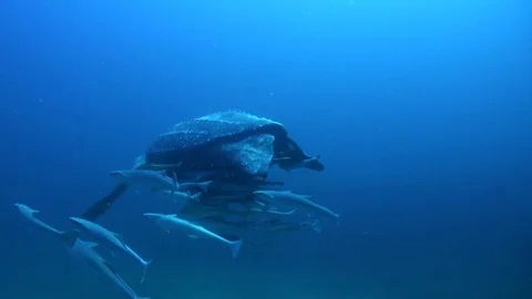 Leatherback turtle swimming away Vidéo 84821384