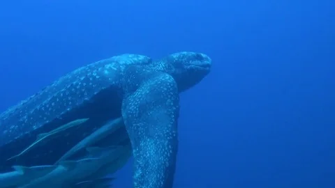 Leatherback turtle swimming extremely rare footage Vidéo 84824439
