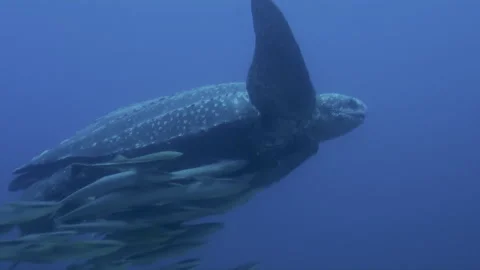 Leatherback Turtle Swimming Extremely Rare part two of two. Vidéo 275233401