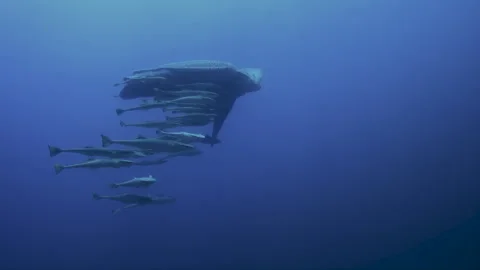 Leatherback Turtle Swimming Extremely Rare part one of two Vidéo 275233606