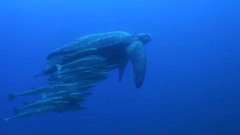 Leatherback turtle swimming in ocean curent Stock Footage