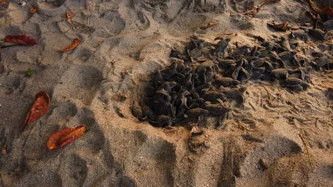 Leatherback turtles hatchlings coming out the sand and going to start Stock Footage 115342670