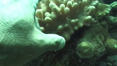 Leathercoral1 Stock Footage 81226885