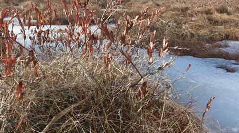 Leatherleaf at a bog during springtime Stock Footage 36568355
