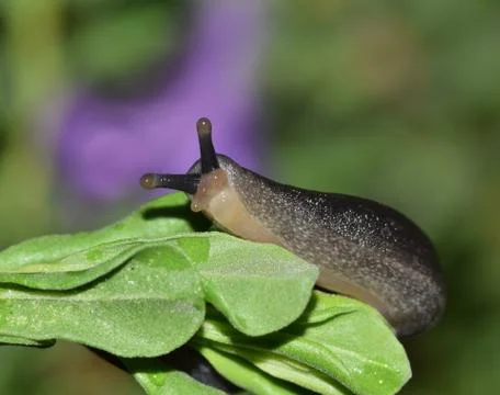 Leatherleaf Slug Foto stock
