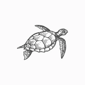 Leathery turtle isolated Leatherback tortoise icon Stock Illustration
