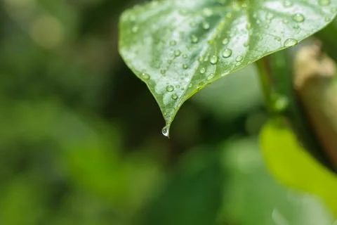 Leave after monsoon rainfall Stock Photos