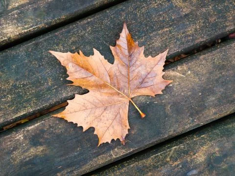 Leave background Foto stock