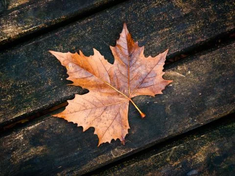 Leave background Stock Photos