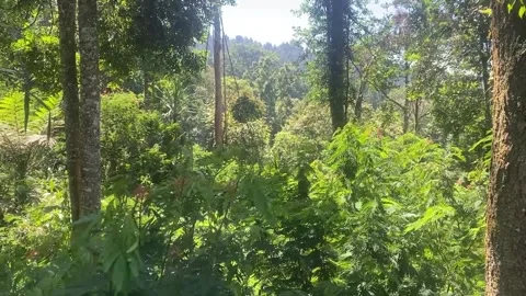 Leave blown by the wind at rainforest with mountain background Stock Footage 287416484