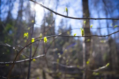 Leave Buds on Tree Branches During Spring Stock Photos
