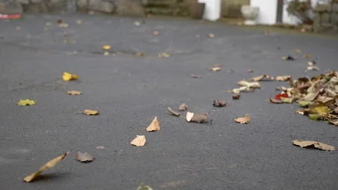 Leave caught in wind super slow motion 動画素材 121072984