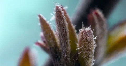 Leave closep makro timelapse Stock Footage 84862895