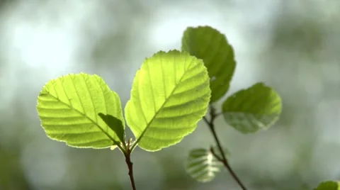 Leave Stock Footage 890906