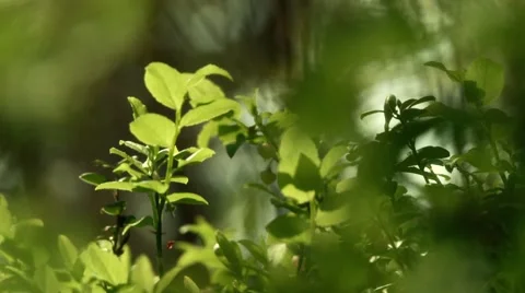 Leave Stock Footage 891199